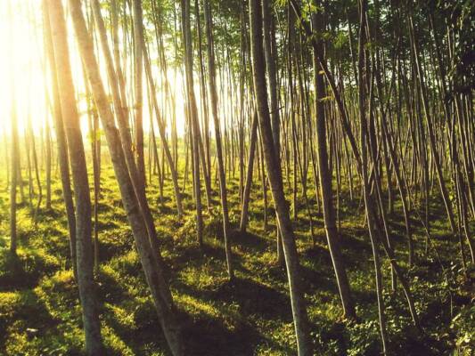 usaha perkebunan yang paling menguntungkan