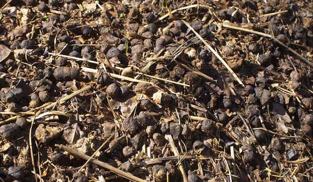 Cara Membuat Pupuk Kompos dari Kotoran Kambing