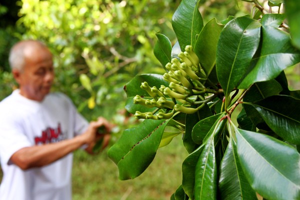 bunga cengkeh