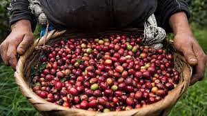 Cara Mengolah Kopi Menjadi Bubuk Kopi