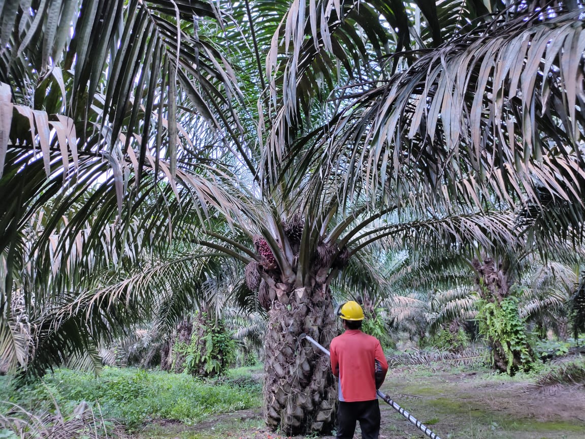 fungsi pelepah sawit