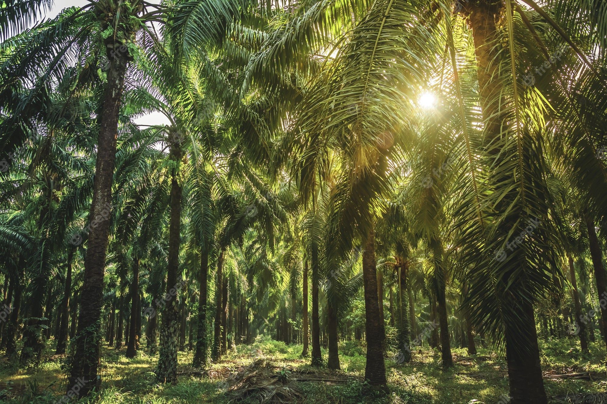 Pemanfaatan Pelepah Kelapa Sawit