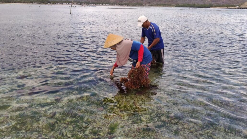 budidaya rumput laut