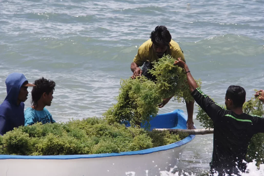 proses pengangkutan rumput laut