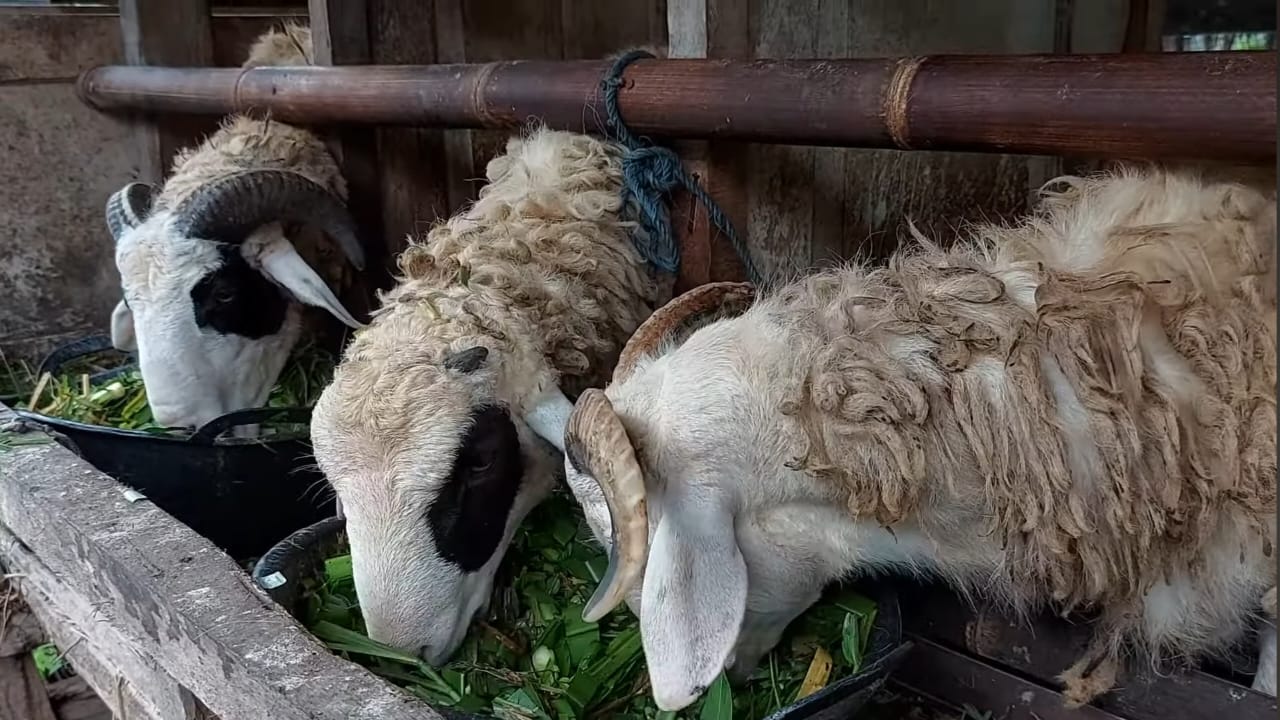 Budidaya Pakan Kambing