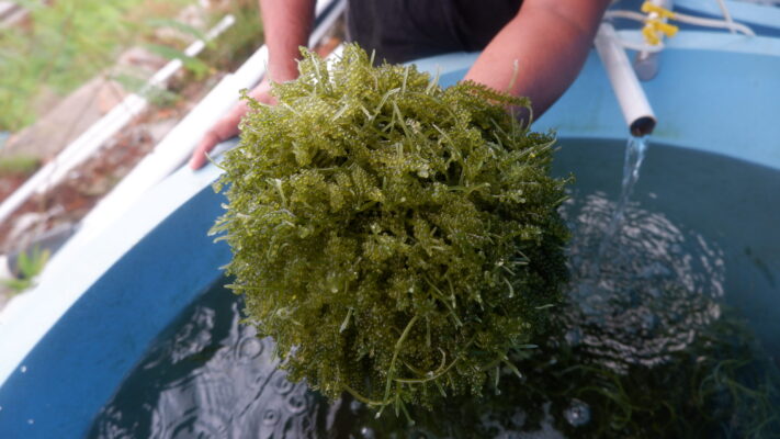 Peluang Bisnis Rumput Laut