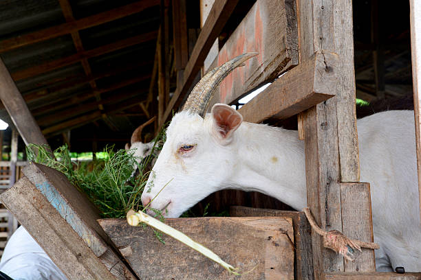 bahan silase pakan kambing