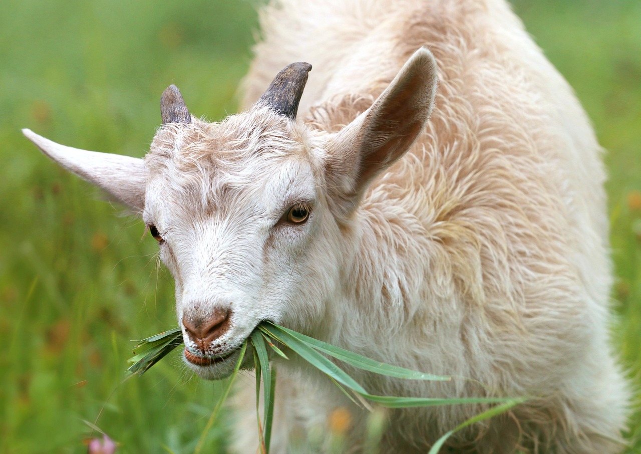 manfaat silase pakan kambing