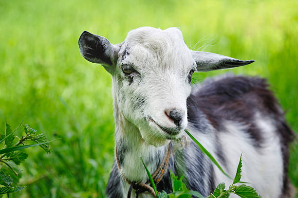 jenis daun makanan kambing