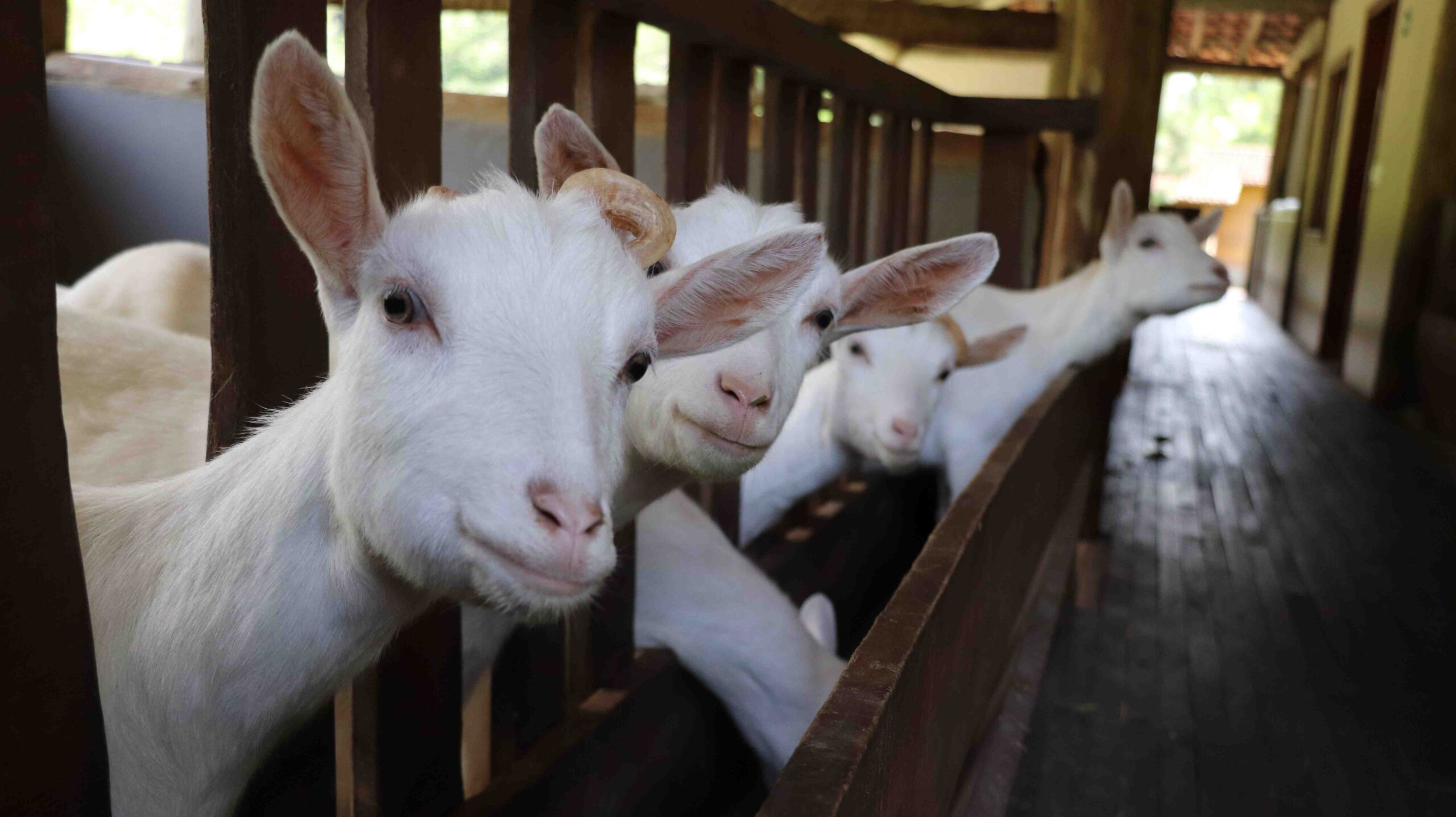 Pelepah Sawit untuk Pakan Kambing