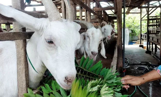 jenis pakan kambing yang bagus