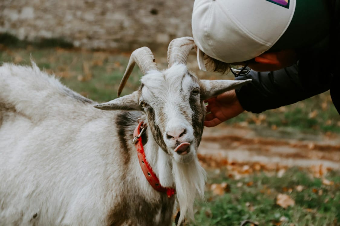 Budidaya Pakan Kambing