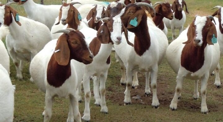 makanan kambing boer