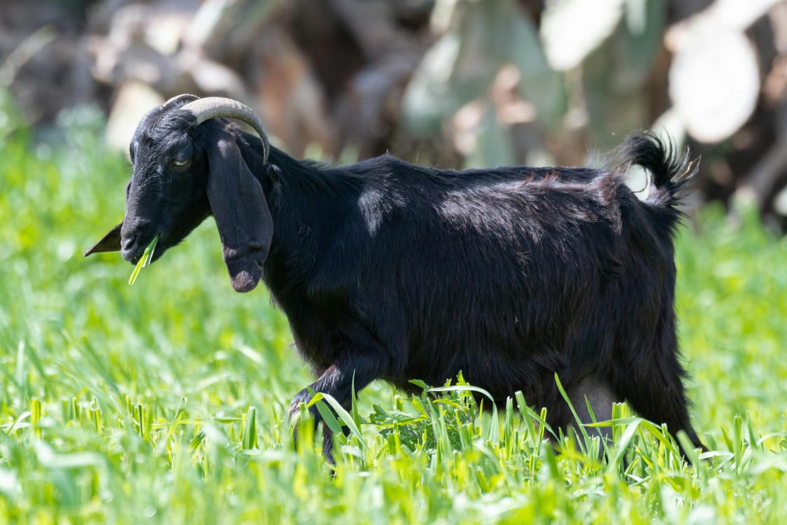 Budidaya Pakan Kambing