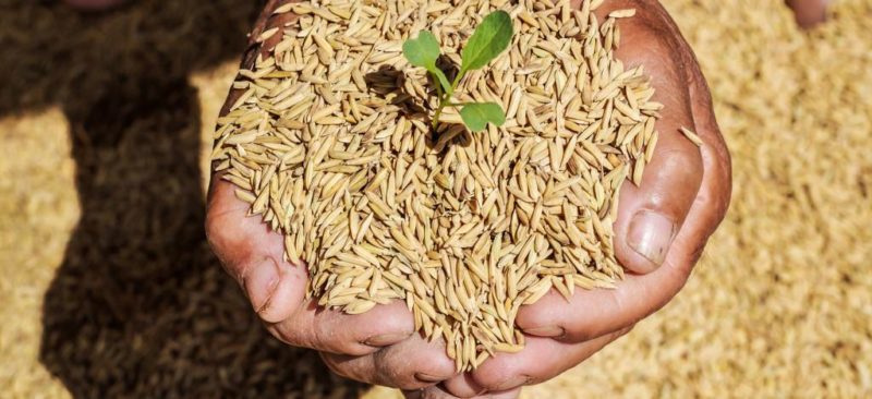 cara membuat benih padi