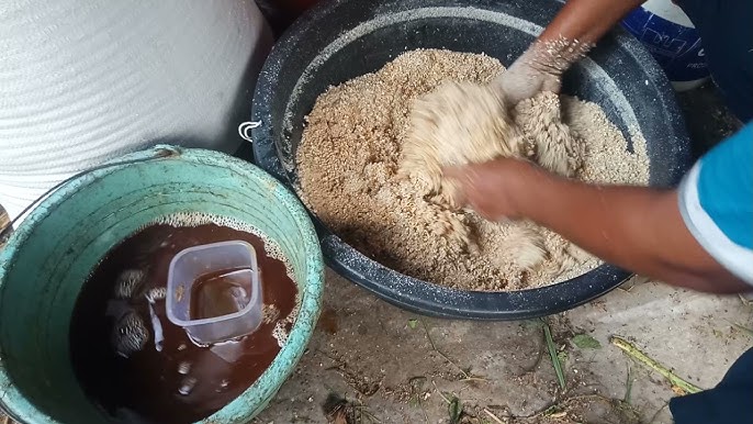 cara fermentasi pakan kambing