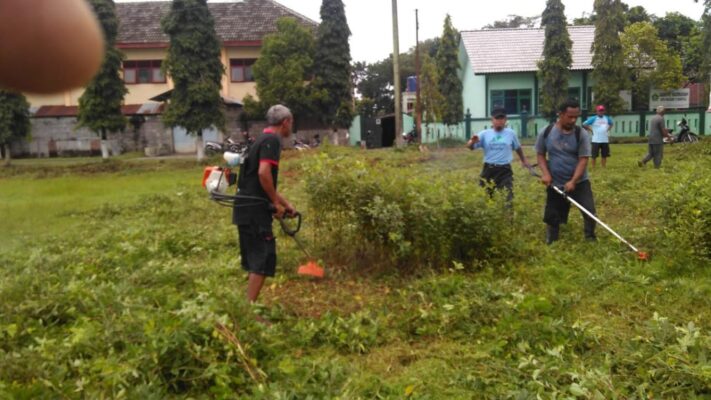 cara membasmi rumput ilalang