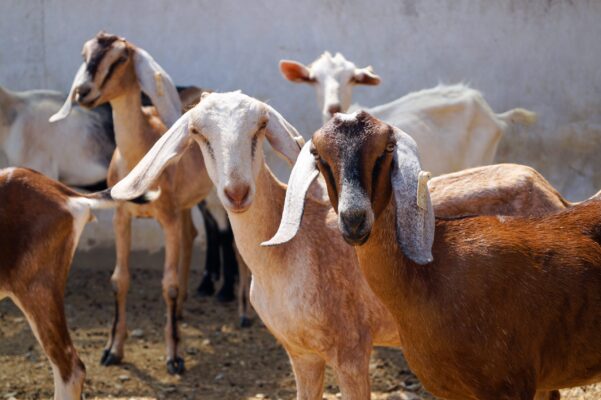 Pelepah Sawit untuk Pakan Kambing