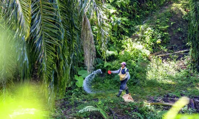 Pemanfaatan Pelepah Kelapa Sawit