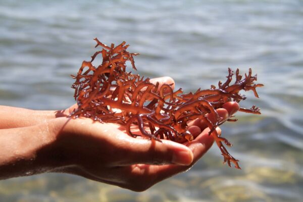 Alasan Usaha Budidaya Rumput Laut