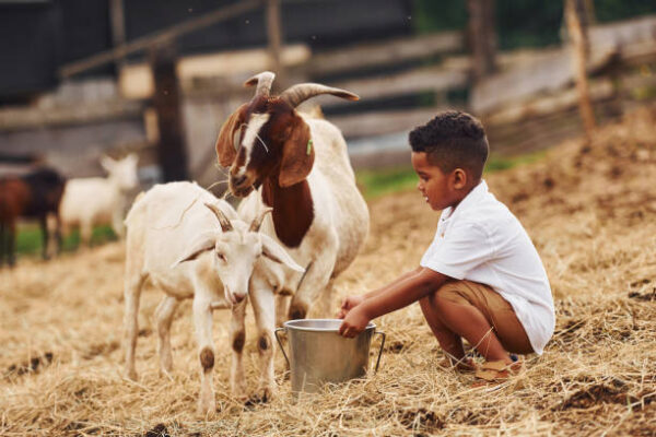 silase untuk kambing hamil