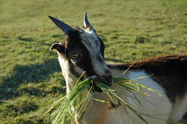 jenis daun makanan kambing