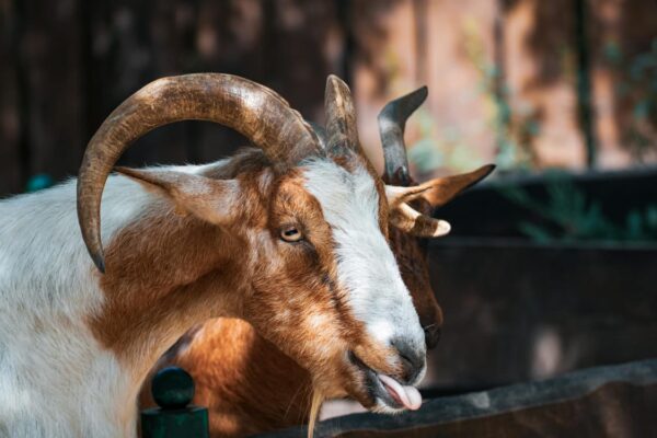 Budidaya Pakan Kambing