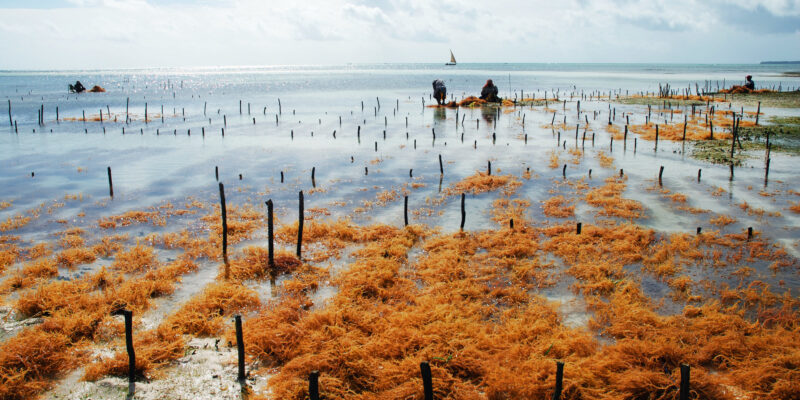 budidaya rumput laut