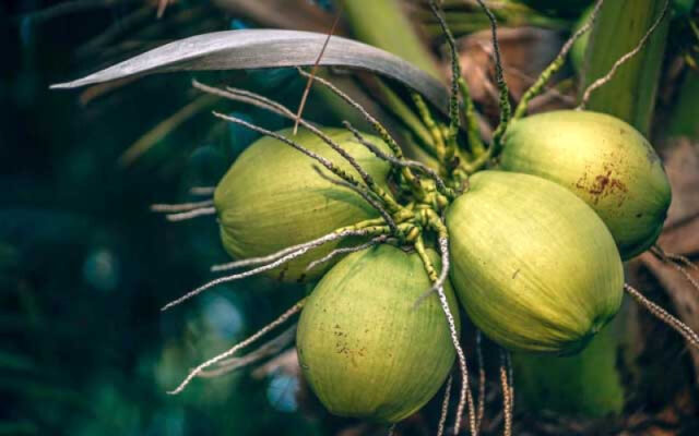 kelapa