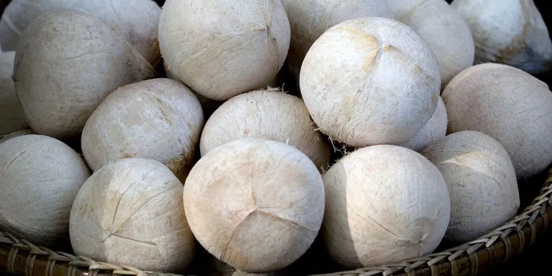 kelapa yang udah di bersihin kulit arik nya
