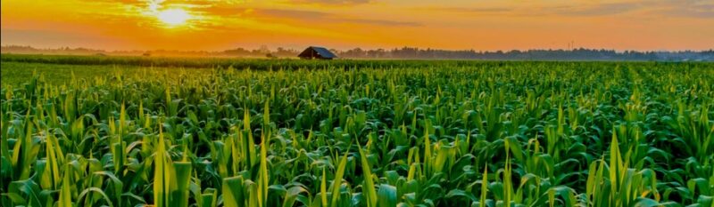 Proses Panen Jagung Dalam Pasca Panen