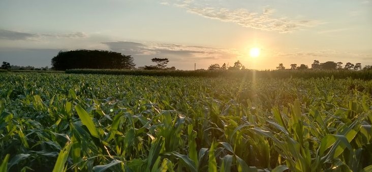 ladang jagung