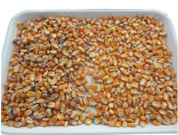 sortasi jagung - Proses Panen Jagung