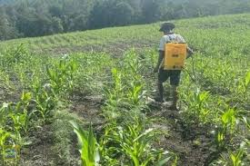 pemeliharaan - proses budidaya jagung
