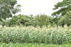 panen - proses budidaya jagung

