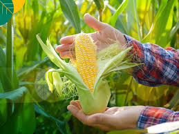 jagung - proses panen jagung