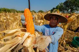 pemanenan - Proses Panen Jagung
