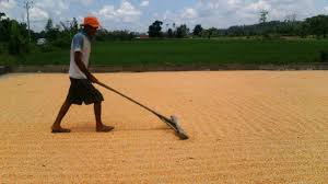 penjemuran jagung - Proses Panen Jagung