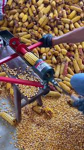 pemipilan jagung - Proses Panen Jagung
