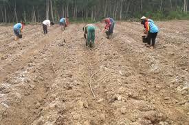 penanaman - proses budidaya jagung
