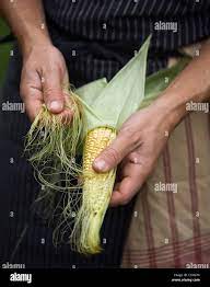 pengupasan jagung - Proses Panen Jagung