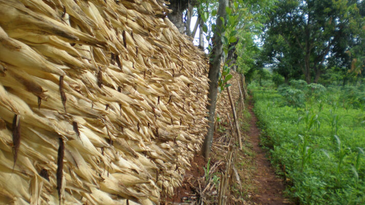 penjemuran jagung - Proses Panen Jagung