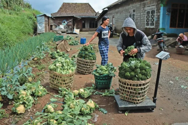 proses persiapan dapur mbg