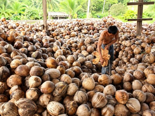 cara membuat kopra berkualitas