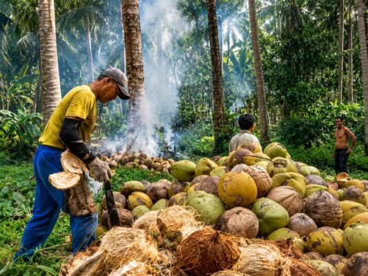 peluang usaha pengolahan kelapa
