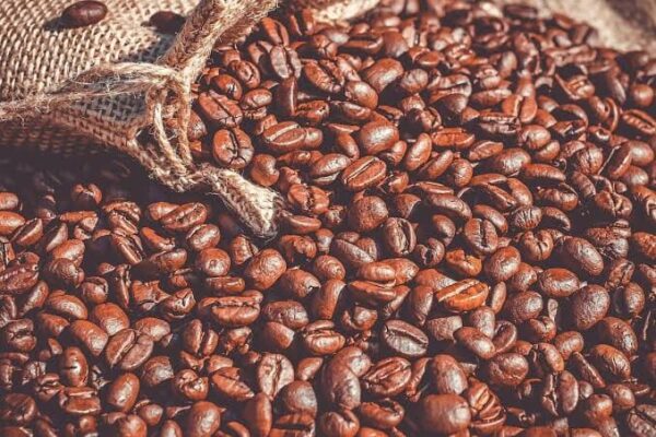 cara memilih biji kopi berkualitas