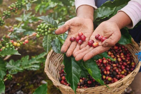 cara memilih biji kopi berkualitas