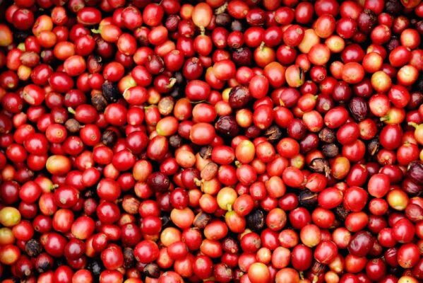 cara memilih biji kopi berkualitas