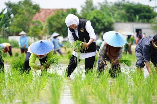 cara menanam padi lebih cepat