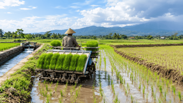 waktu menanam padi yang tepat
